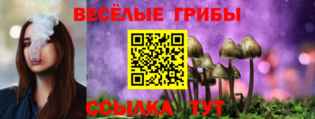 Бердск  Галлюциногенные грибы GOLDEN TEACHER  купить наркотики сайты  Вход с VPN 